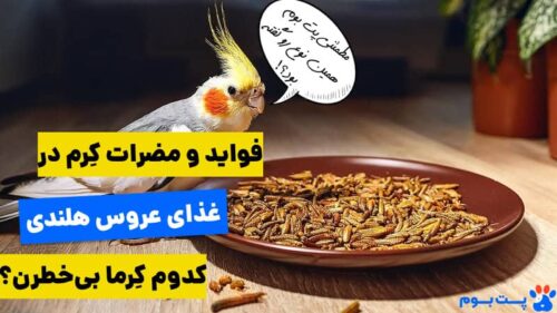 فواید و مضرات کرم در غذای عروس هلندی