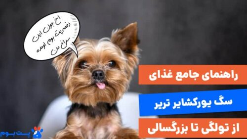 راهنمای جامع غذای سگ یورکشایر تریر از تولگی تا بزرگسالی