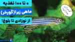 0 تا 100 غذای ماهی زبرا از نوزادی تا بزرگسالی+(نحوه نگهداری از آن)