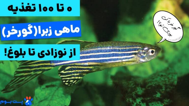 0 تا 100 غذای ماهی زبرا از نوزادی تا بزرگسالی+(نحوه نگهداری از آن)