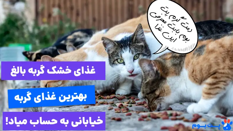 Dry-food-is-the-best-food-for-street-cats. عذای خشک بهترین غذای گربه های خیابانی به حساب میاد