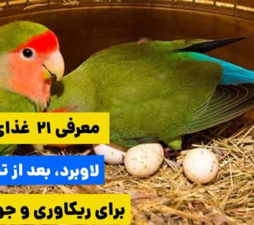 معرفی 21 غذای طوطی برزیلی بعد از تخمگذاری