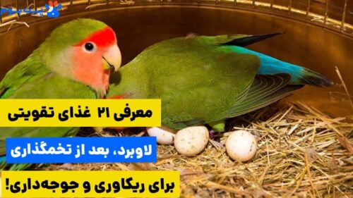 معرفی 21 غذای طوطی برزیلی بعد از تخمگذاری