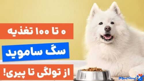 راهنمای جامع غذای سگ ساموید از تولگی تا پیری