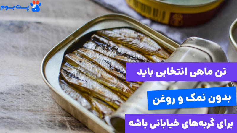 Tuna-for-street-cats تن ماهی غذای گربه خیابانی