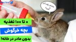 0 تا 100 غذای بچه خرگوش بدون مادر+ نحوه شیر دادن به آن!