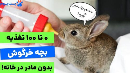 غذای بچه خرگوش بدون مادر چیست؟