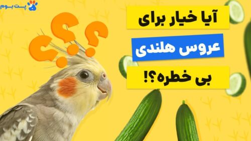 خیار برای عروس هلندی بی‌ضرره؟