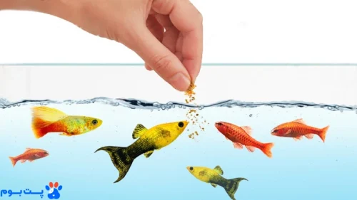 غذای ماهی ها چیست؟ معرفی 16 تا از بهترین غذاهای ماهی!