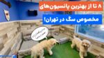 بهترین پانسیون سگ در تهران و شهرستان کجاست؟ 8 تا از بهترین پانسیون‌ها
