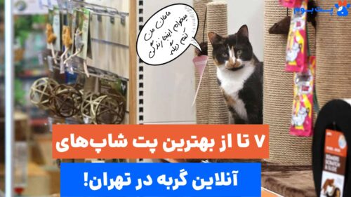 بهترین پت شاپ گربه در تهران کجاست؟ 7 تا از بهترین‌ها