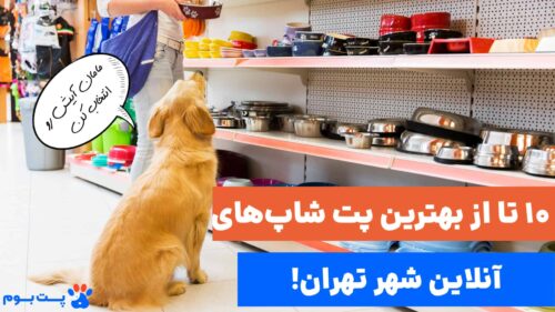 بهترین پت شاپ آنلاین سگ در تهران چیه؟