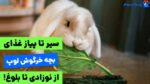 همه چیز در مورد غذای بچه خرگوش لوپ  (تولد تا بلوغ)!