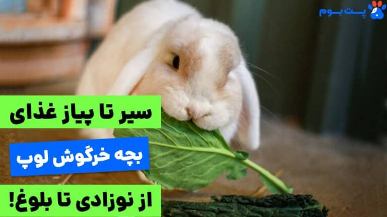 همه چیز در مورد غذای بچه خرگوش لوپ  (تولد تا بلوغ)!