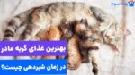 همه چیز در مورد غذای گربه مادر بعد از زایمان تا از شیرگرفتن بچه‌ها!