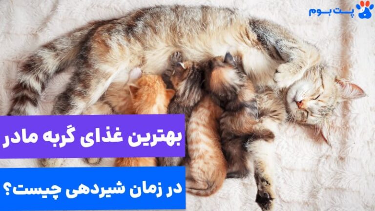 همه چیز در مورد غذای گربه مادر بعد از زایمان تا از شیرگرفتن بچه‌ها!