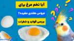 فواید و خطرات تخم مرغ دادن به عروس هلندی!
