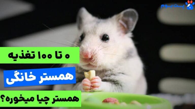 همستر چی میخوره؟ راهنمای جامع غذای همستر خانگی!
