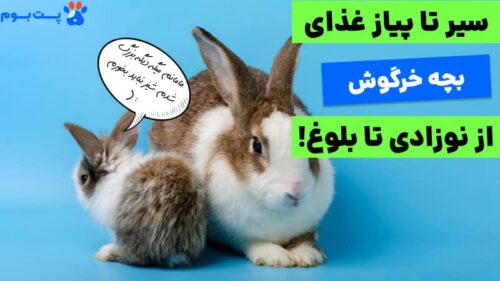 غذای بچه خرگوش چیست
