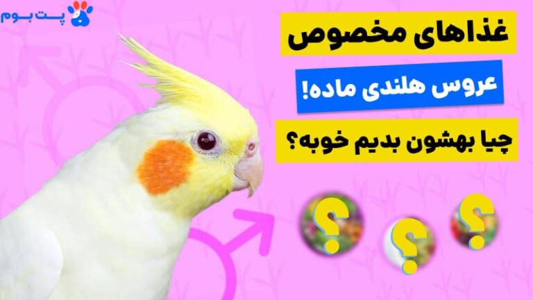 غذای عروس هلندی ماده چیست؟ معرفی 15 غذای مورد تایید دامپزشک تغذیه