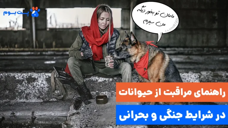 5 نکته مهم برای نگهداری از حیوانات خانگی در شرایط جنگی و بحرانی کشور