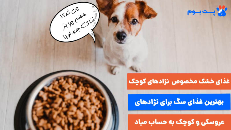 غذای خشک مخصوص نژادهای کوچک، بهترین غذای سگ کوچولو به حساب میاد