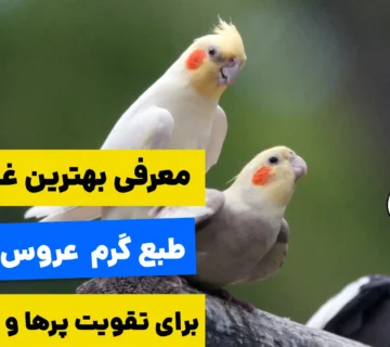 19 غذای طبع گرم عروس هلندی که باید بلد باشین
