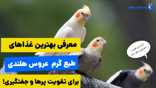 19 غذای طبع گرم عروس هلندی که باید بلد باشین