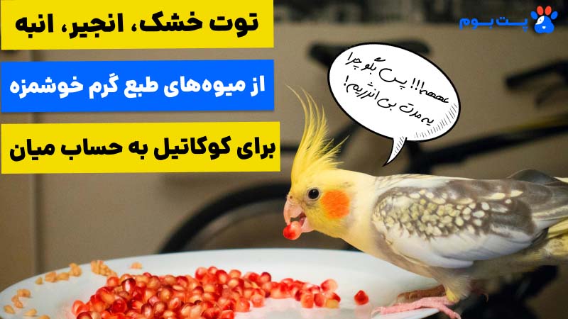 توت خشک، انجیر، انبه از میوه‌های طبع گرم خوشمزه برای کوکاتیل هستند