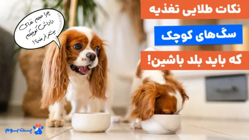 راهنمای جامع غذای سگ کوچولو + نکات طلایی تغذیه‌ای!