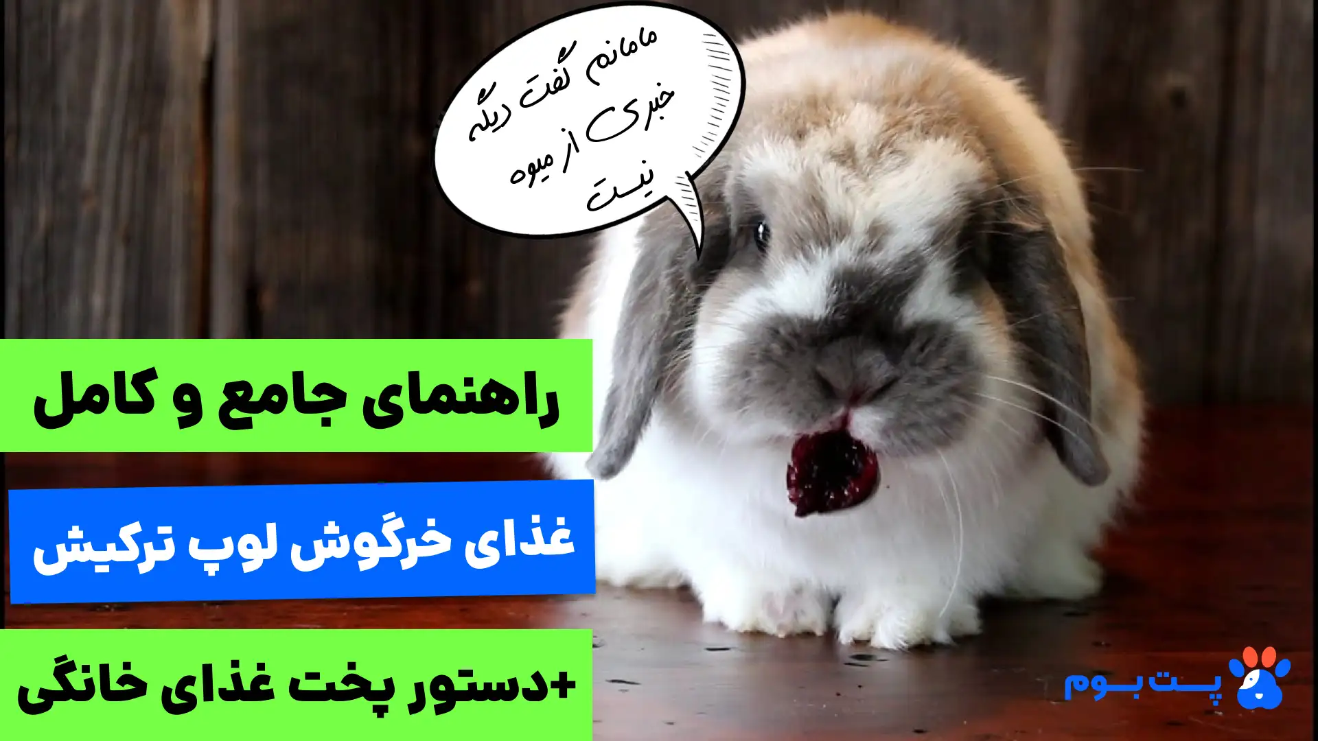 راهنمای جامع غذای خرگوش لوپ ترکیش+ دستور غذای خانگی