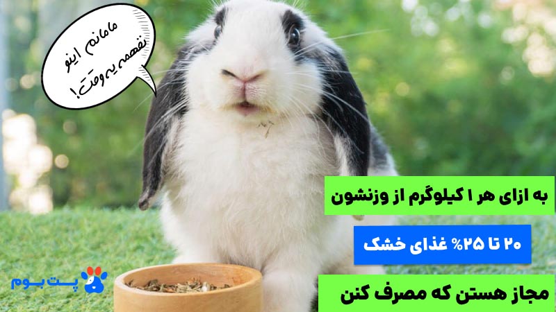 خرگوش لوپ ترکیش به ازای هر 1 کیلوگرم از وزن بدنش، تنها ، 20 تا 25 درصد از غذای خشک میتونن بخورن