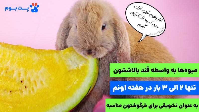 مصرف میوه تنها 2 الی 3 بار در هفته برای خرگوش لوپ ترکیش مجازه.