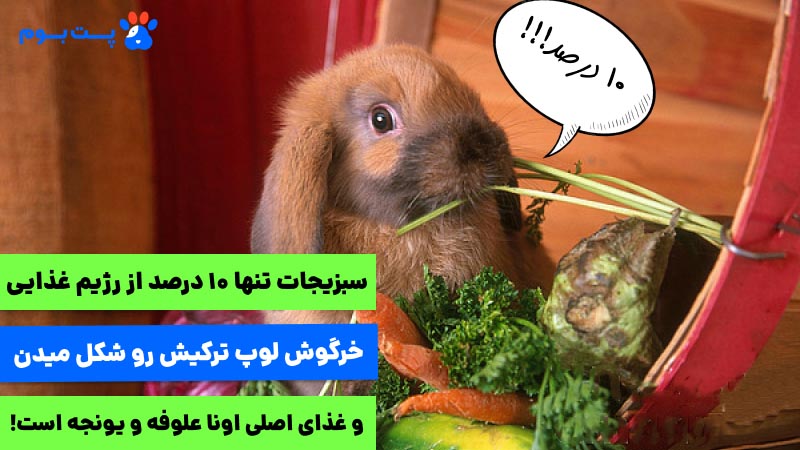 سبزیجات تنها 10 درصد از غذای خرگوش لوپ ترکیش رو باید تشکیل بدن و 80 درصد رژیم غذاییشون علوفه و یونجه شکل میده