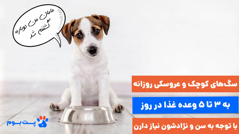 سگ‌های کوچک و عروسکی، روزانه به 3 تا 5 وعده غذا در روز با توجه به سنشون نیاز دارن