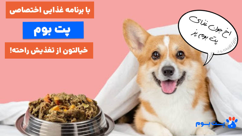 برنامه غذایی اختصاصی پت بوم برای سگ‌های نژاد کوچک