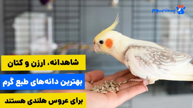 شاهدانه، ارزن و کتان بهترین دانه‌های طبع گرم برای عروس هلندی به شمار میان