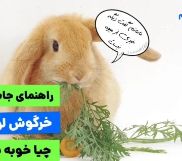 راهنمای غذای خرگوش لوپ