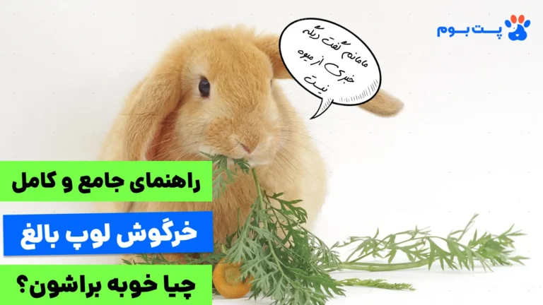 راهنمای جامع غذای خرگوش لوپ بالغ؛ چیا خوبه براشون؟