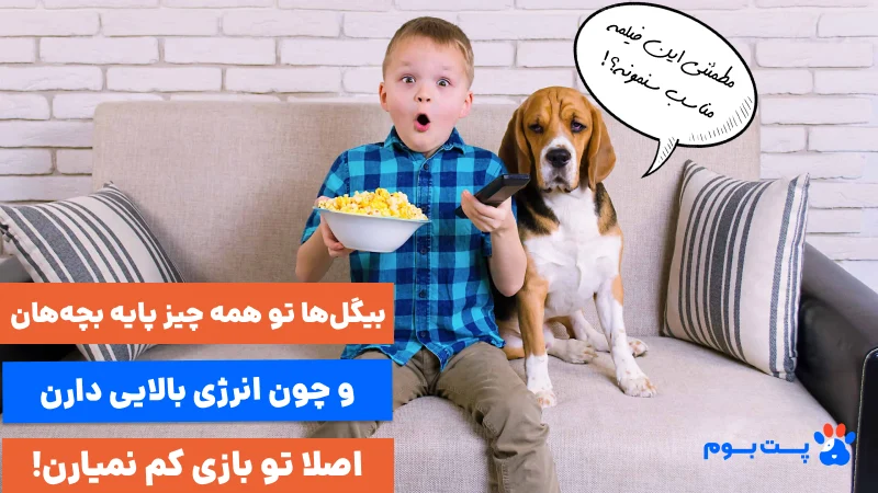 بیگل‌ها یکی از بهترین نژاد برای کودکان به حساب میان