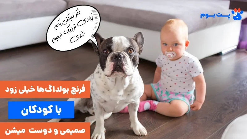 فرنچ بولداگ‌ها خیلی زود با کودکان صمیمی و دوست میشن