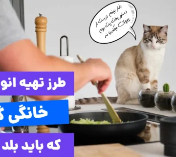 غذای گربه چی درست کنم؟ آموزش ساخت غذای گربه