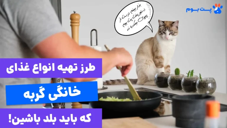 غذای گربه چی درست کنم؟ طرز تهیه 4 غذای مغذی و سالم خونگی!