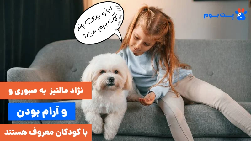 نژاد مالتیز به صبوری و آرام بودن با کودکان معروف هستند
