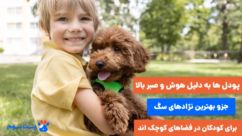پودل‌ها به دلیل هوش و صبر بالا جزو بهترین نژادهای سگ برای کودکان در فضاهای کوچک‌اند
