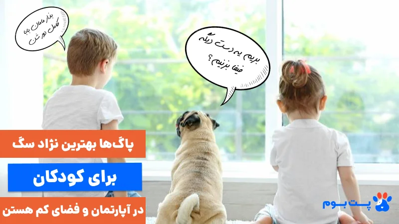 نژاد پاگ بهترین نژاد سگ برای کودکان در آپارتمان و فضای کم است