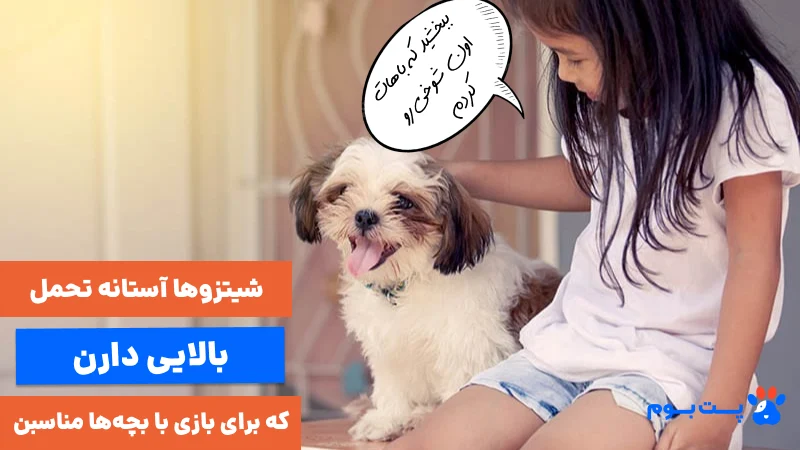 شیتزوها آستانه تحمل بالایی دارن که برای بازی با بچه‌ها مناسبن