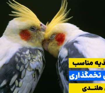 تغذیه درست و کامل عروس هلندی در زمان تخمگذاری، ضامن سلامتی مادر و قوی شدن نطفه تخم‌هاست.