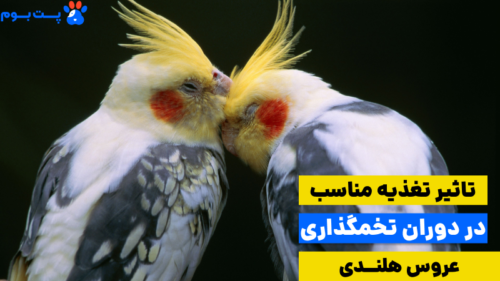 تغذیه درست و کامل عروس هلندی در زمان تخمگذاری، ضامن سلامتی مادر و قوی شدن نطفه تخم‌هاست.