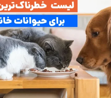 فراهم کردن غذاهای ممنوعه برای حیوانات خانگی به قیمت جانشان تمام شود.